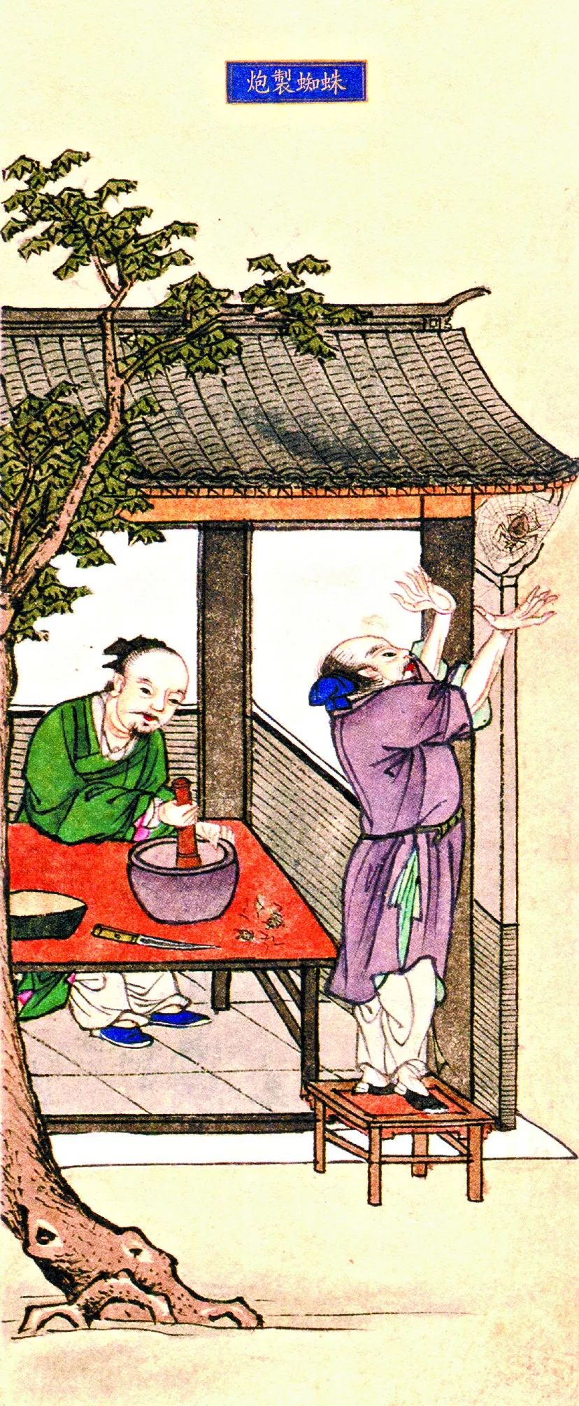 蝴蝶蜘蛛蚯蚓蝌蚪蜻蜓是什么动物,蝴蝶蜘蛛蜜蜂蜻蜓蚊子哪个不同类