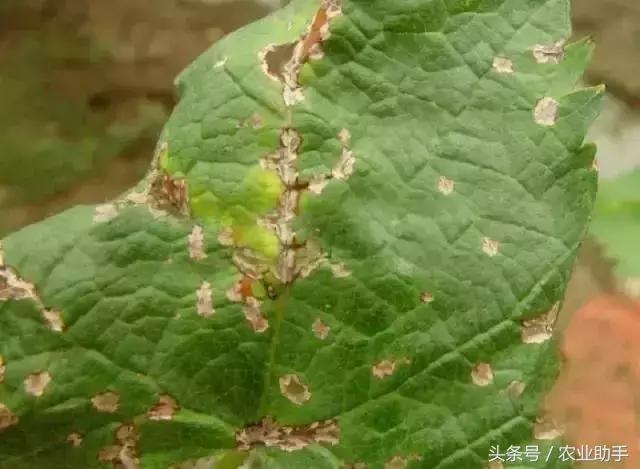 葡萄叶片斑点干枯是什么病,葡萄叶面枯黄怎么办