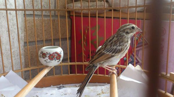 百灵鸟喉咙发炎,百灵鸟闹眼怎么办