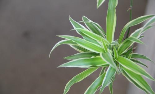 银边吊兰叶尖干枯,银边吊兰烂根怎么回事