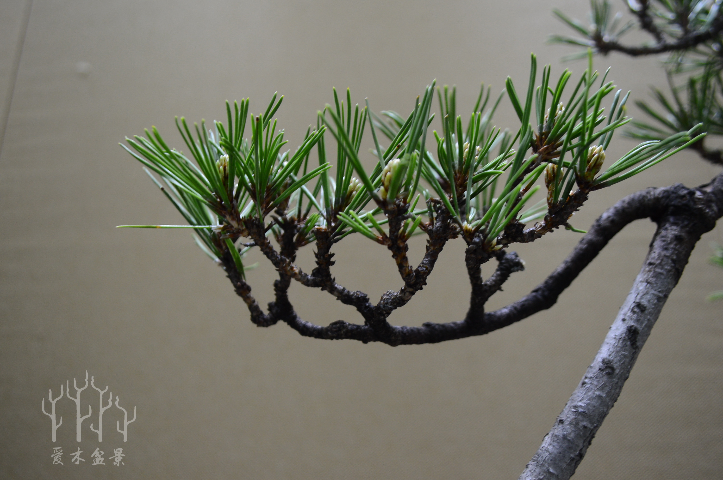 盆景大师张志刚简历,盆景大师张志刚所有作品欣赏