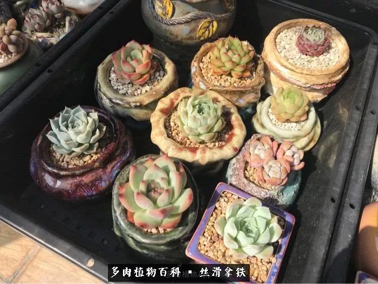总结一下养多肉的夏天,好养活的多肉冬天和夏天