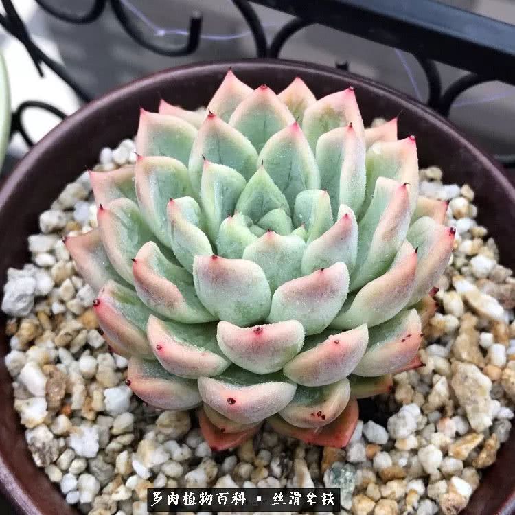 总结一下养多肉的夏天,好养活的多肉冬天和夏天