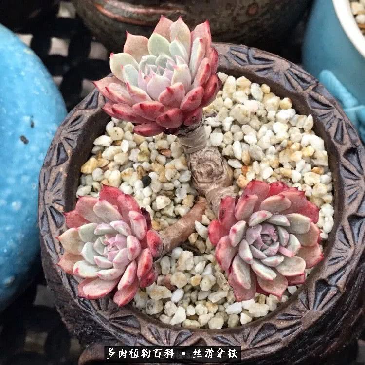 总结一下养多肉的夏天,好养活的多肉冬天和夏天
