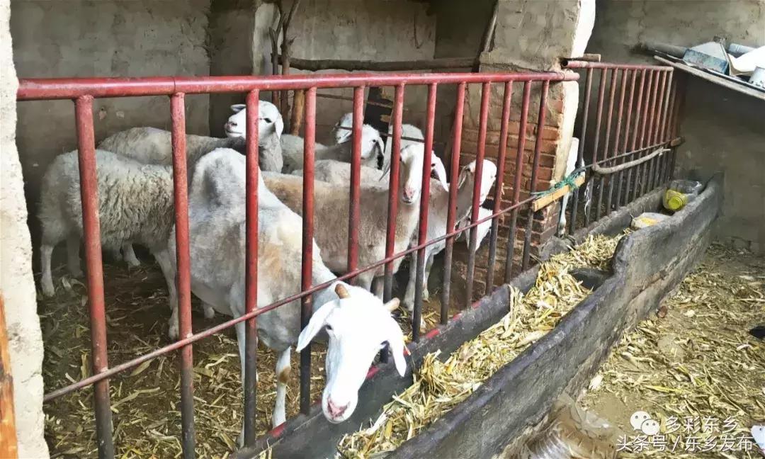 临夏东乡：一家三代*产党共**员的为民情怀