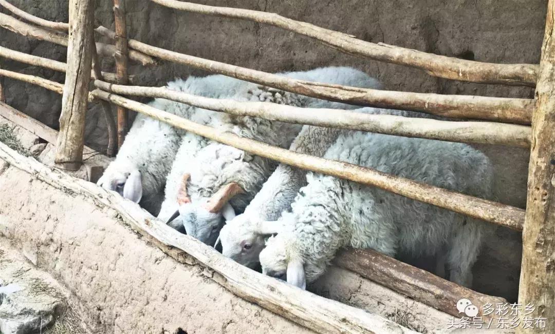 临夏东乡：一家三代*产党共**员的为民情怀