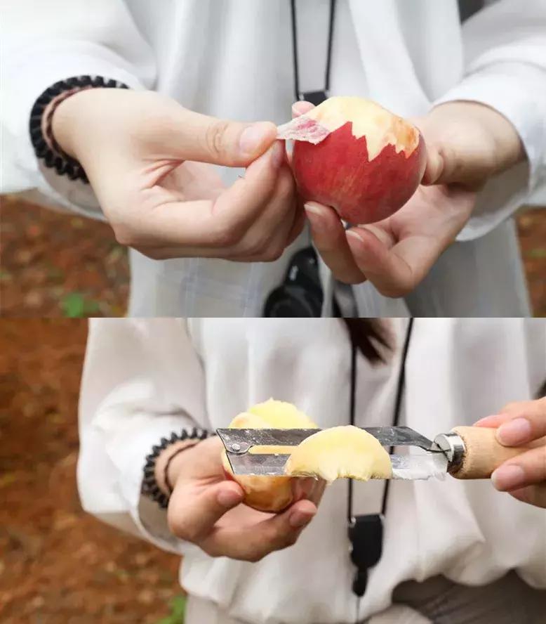 清甜爽脆的台湾甜桃已开采摘啦！30元任摘任吃！速度约起来！