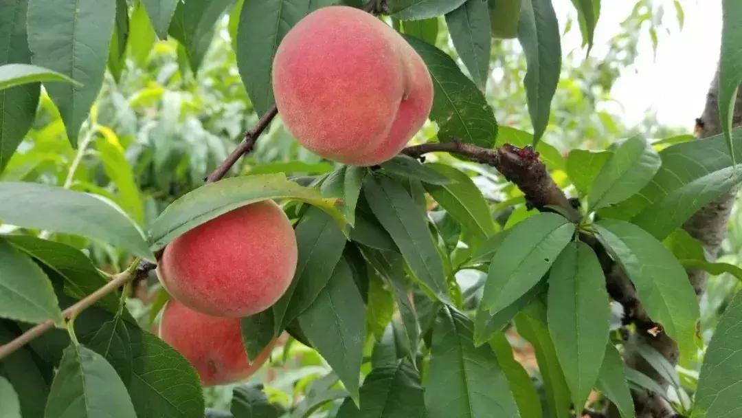 清甜爽脆的台湾甜桃已开采摘啦！30元任摘任吃！速度约起来！