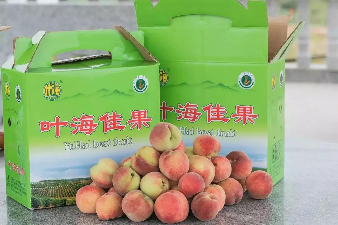 清甜爽脆的台湾甜桃已开采摘啦！30元任摘任吃！速度约起来！