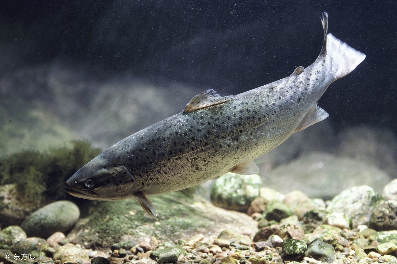 30块钱怎么吃三文鱼,真正的挪威三文鱼多少钱