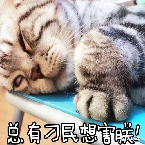 猫在夏天该做的事,猫四季喂食注意事项
