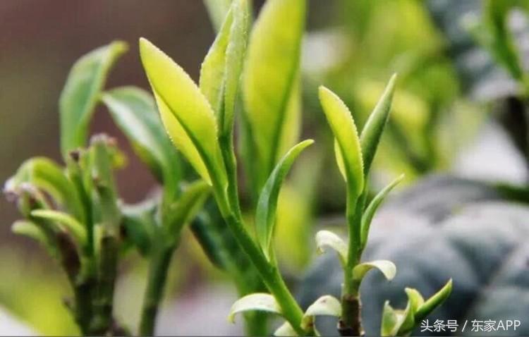 普洱茶的基本知识有哪些种类,普洱茶的分类和食用方法