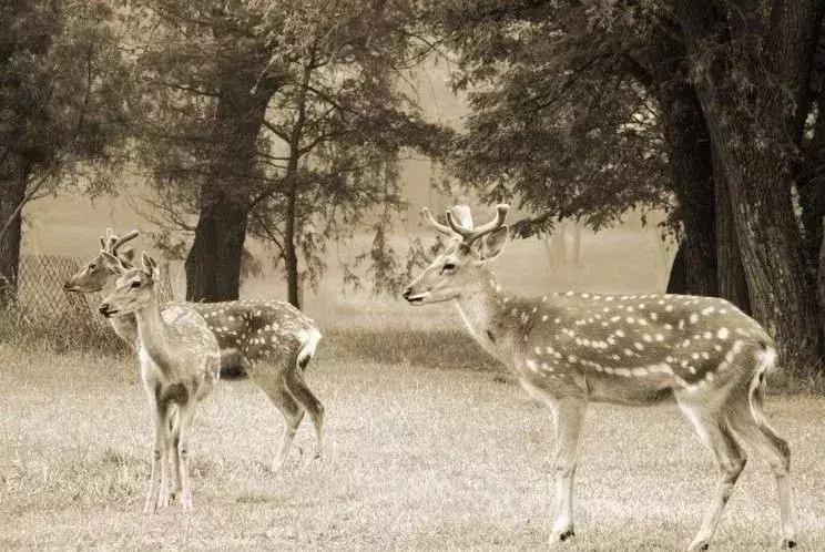 最可怕的代购骗局,代购十大骗局揭秘图