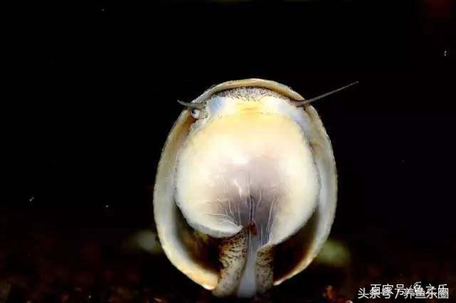 鱼缸丝藻用什么除藻液好用,鱼缸除藻最好方法