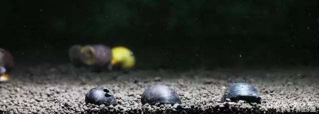 鱼缸丝藻用什么除藻液好用,鱼缸除藻最好方法