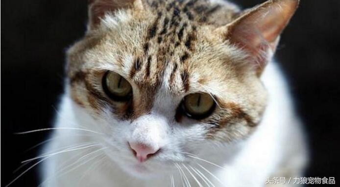 颜值爆表的8种中华田园猫,中华田园猫真的不比外国土猫好吗