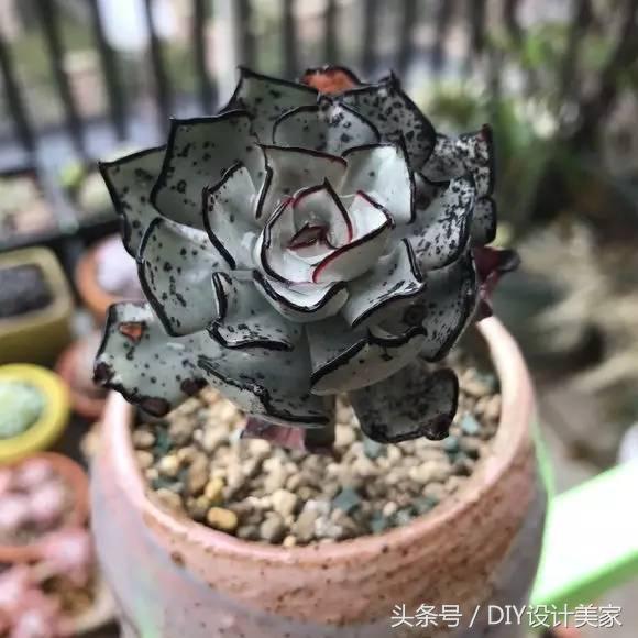 看看这些售价万元的多肉你认识几个