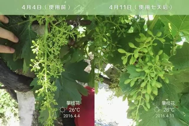 速建：保花保果，膨大防裂，抗逆提质，世界领先的生物激活剂！