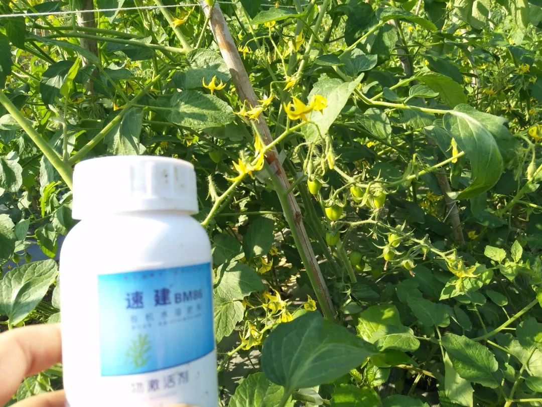 速建：保花保果，膨大防裂，抗逆提质，世界领先的生物激活剂！