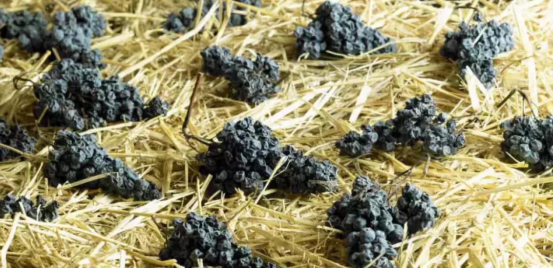 掌握这5种术语你也是葡萄酒行家,识别葡萄酒酒标的基本知识