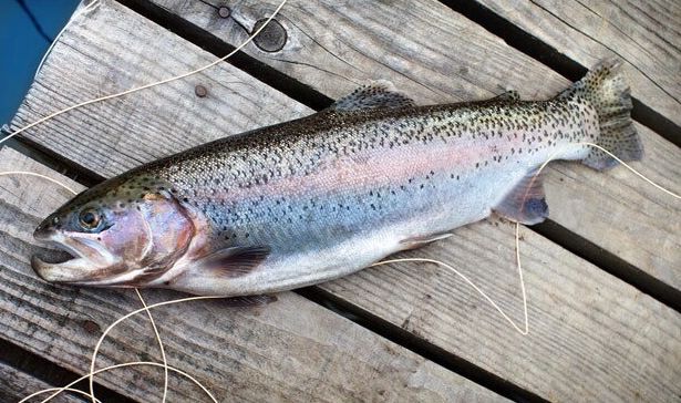 市场上60元一斤的三文鱼是假的吗,现在市面上的三文鱼是真的吗