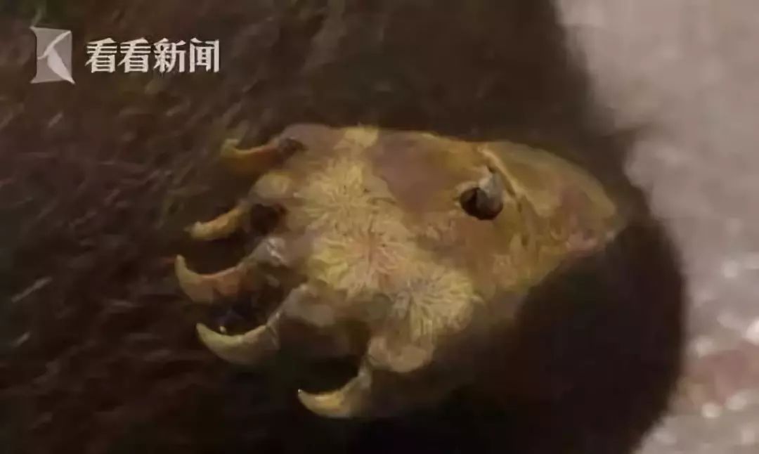 朋友圈代购真实案例,代购骗局揭秘朋友圈