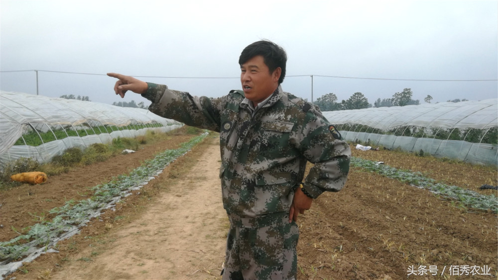 露天种植西瓜能赚钱吗农村,农村人种菜赚钱