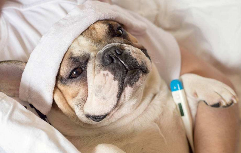 细小病毒治疗要多少钱,细小病毒在家治疗方法