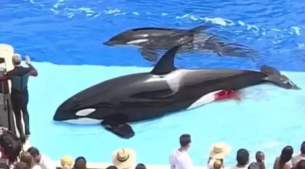 代购骗局揭秘朋友圈,代购背后的骗局