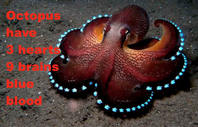 铁板烧巨型章鱼,看到章鱼却想吃铁板鱿鱼