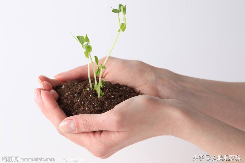 发生种子纠纷农民该怎么做,种子纠纷的解决方法
