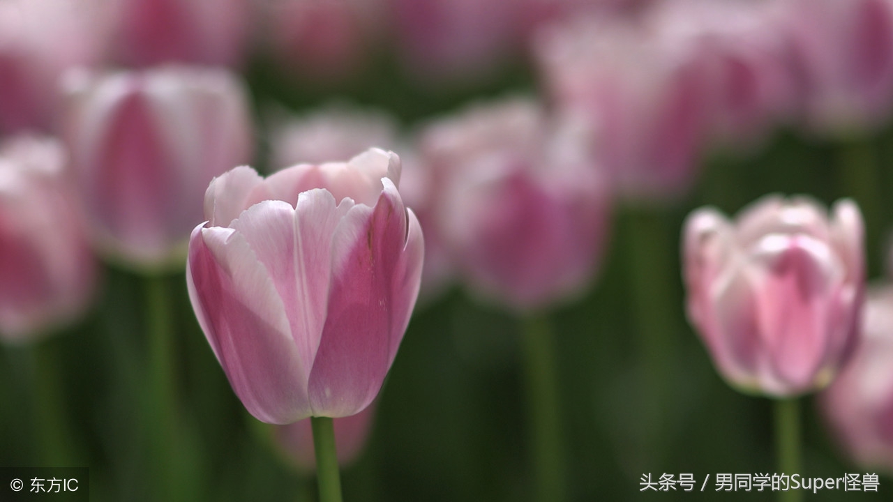 荷兰国花郁金香风车,荷兰的国花是什么花郁金香