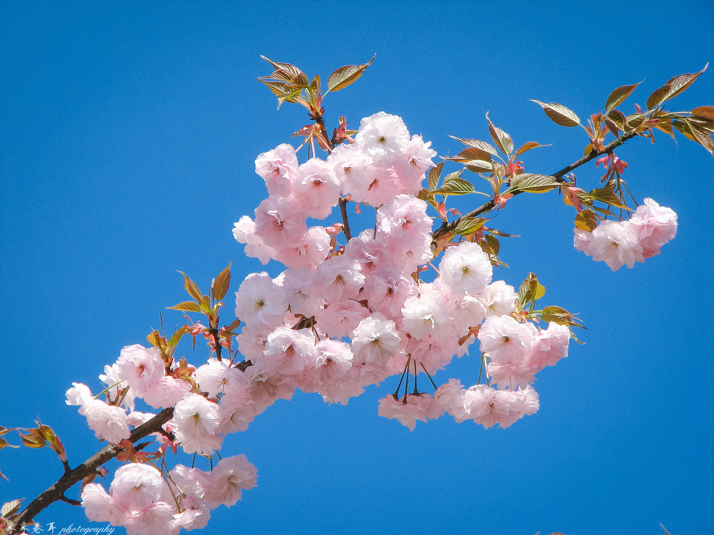 紫藤与晚樱粉紫色的甜蜜梦幻