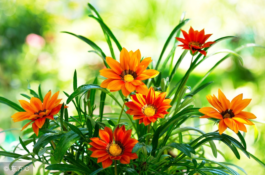 描写菊花的好词好句好段,形容菊花千姿百态的好句