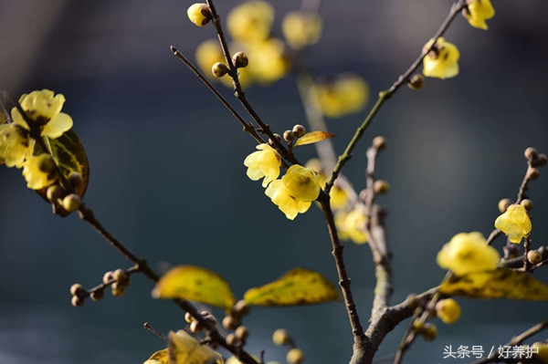 庭院种上这9大香花,花香四溢!