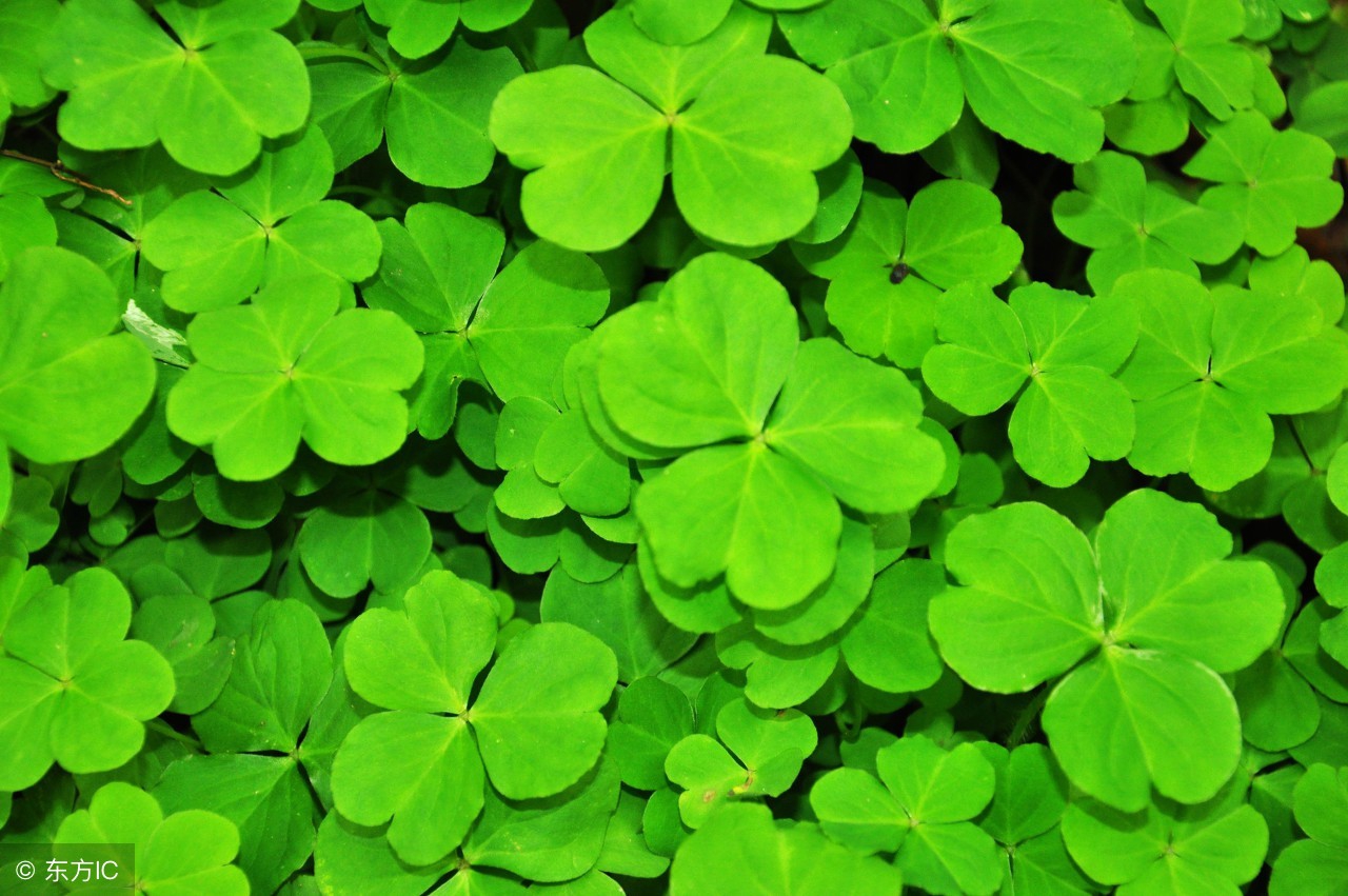 你一说话，小草都绿了——黄山爱情诗选