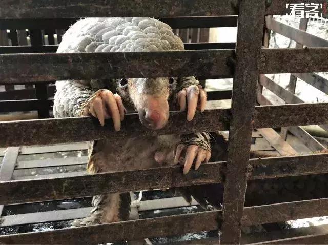 真正的代购骗局,代购究竟有多暴利