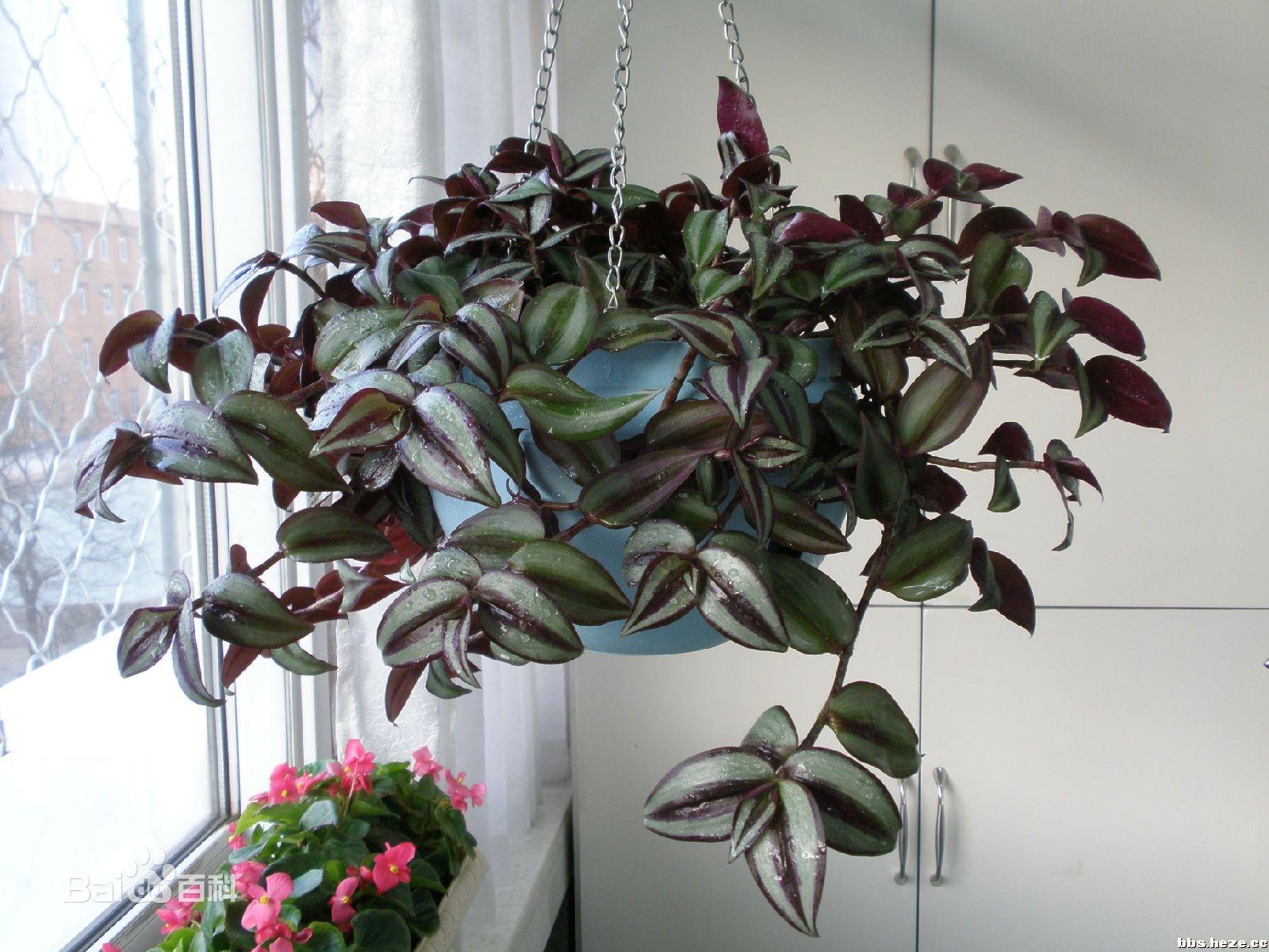 盆土掺入点颗粒，保水透气花卉不烂根，轻松长爆盆！