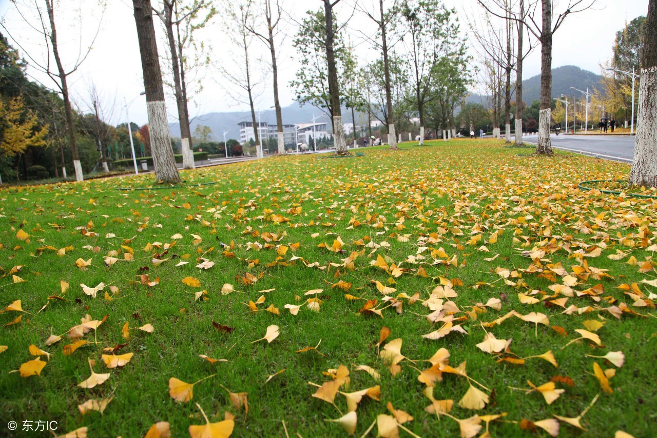 刘若英歌曲后来致我们逝去的青春,刘若英后来简短版