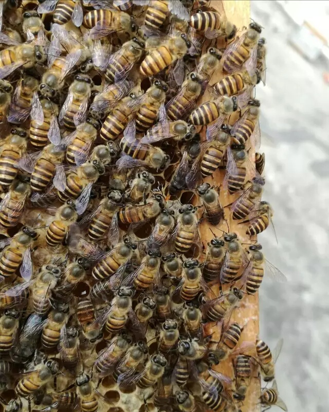 巢门口有蜂蛹是怎么回事,巢门口有雄蜂飞怎么回事