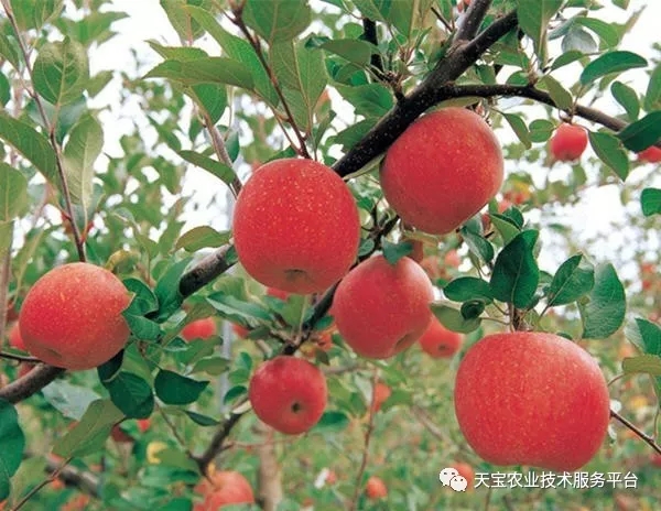 苹果树误喷了除草剂如何抢救,果园用过草甘膦有挽救办法吗