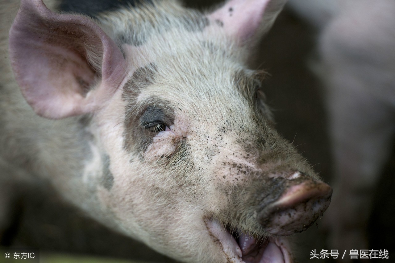 拨开迷雾看本质下一句是什么,拨开迷雾看迷雾