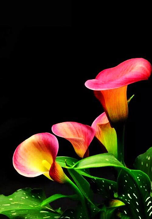 马蹄莲黄色和橙色哪个好看,马蹄莲的花语及养护方法