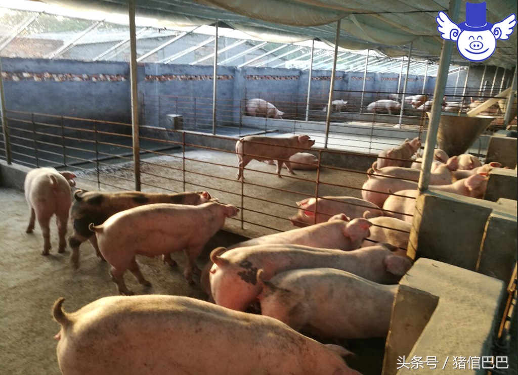 猪也是需要补充微量元素的，但是方法一定要选对