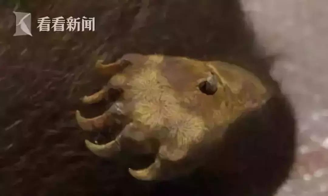 代购骗局揭秘朋友圈,揭露各种海外代购真相