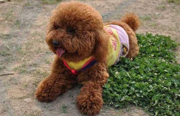 泰迪发情怎么办呢,泰迪发情咋办