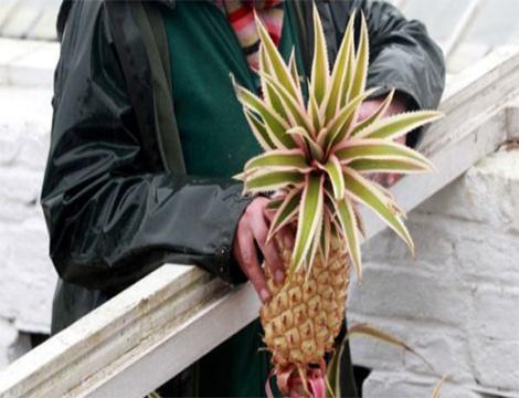 世界上最贵的水果十大排名,世界十大最贵水果排名