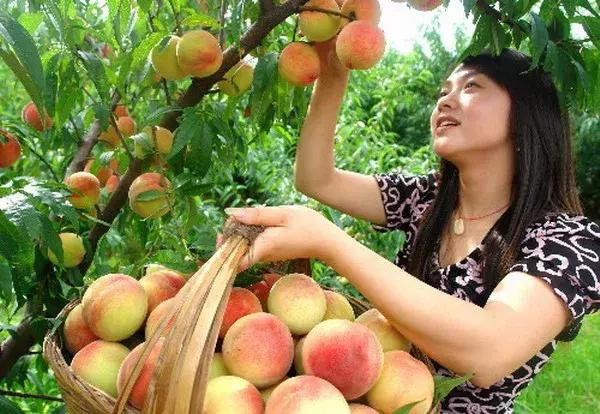 成都摘桃子地方推荐,桃子熟了去摘桃