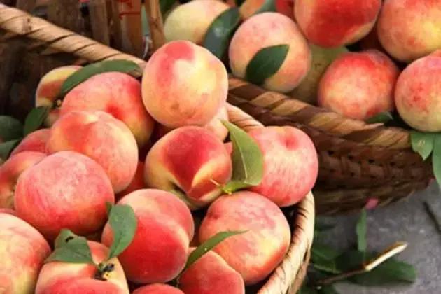 2020成都龙泉桃子采摘,桃子最新采摘视频