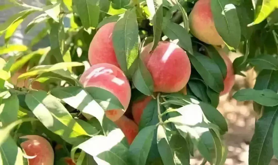 2020成都龙泉桃子采摘,桃子最新采摘视频